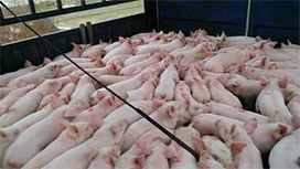 �������i����������߀Մʲô����